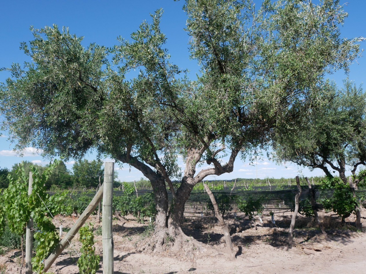 Finca 10 hect. Rama Caida