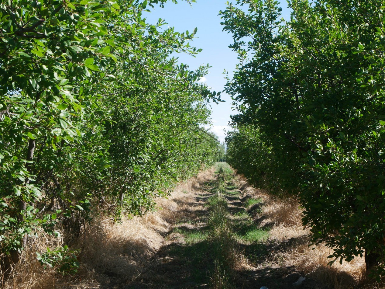 Finca 10 hect. Rama Caida