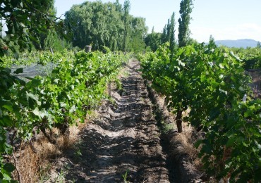 Finca 10 hect. Rama Caida